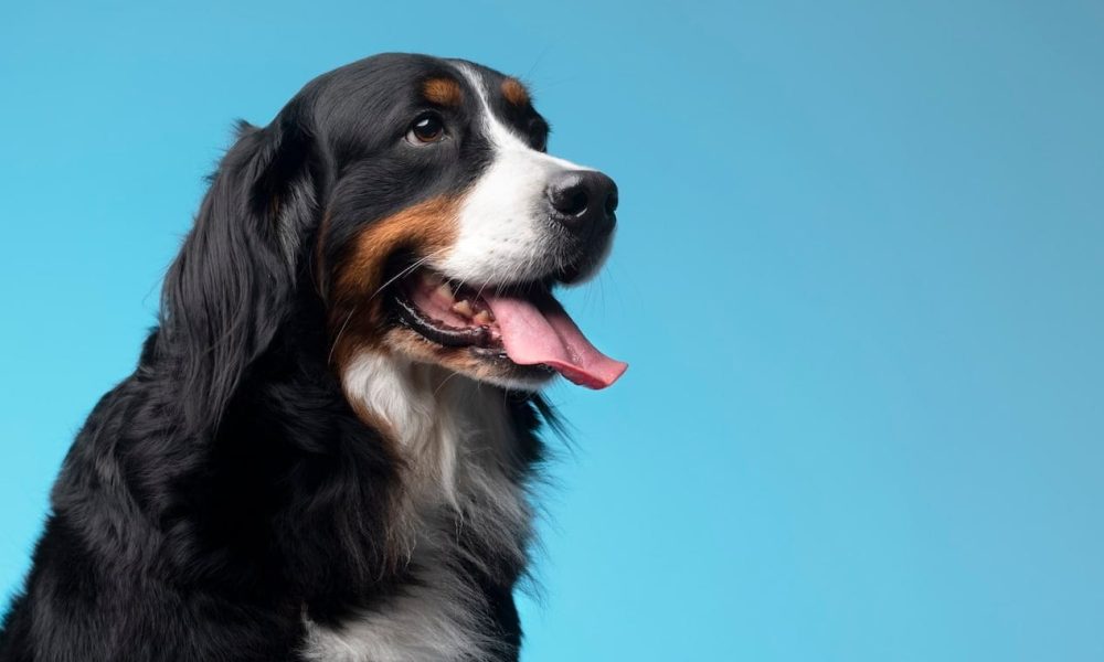 beautiful-pet-portrait-dog_23-2149218450[1]