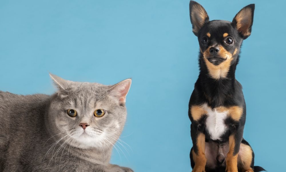 beautiful-pet-portrait-small-dog-cat_23-2149218511[1]