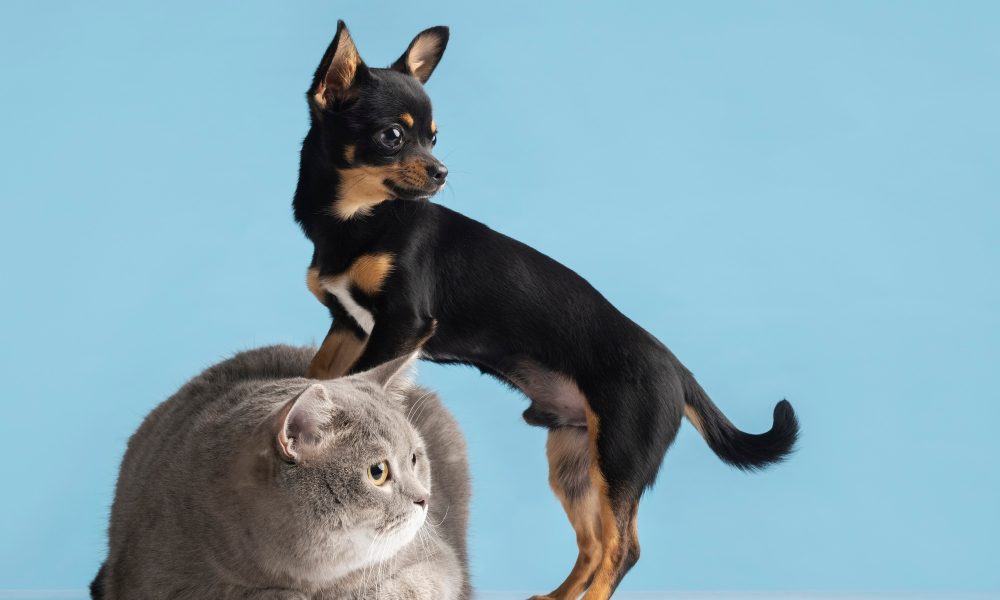beautiful-pet-portrait-small-dog-cat_23-2149218513[2]