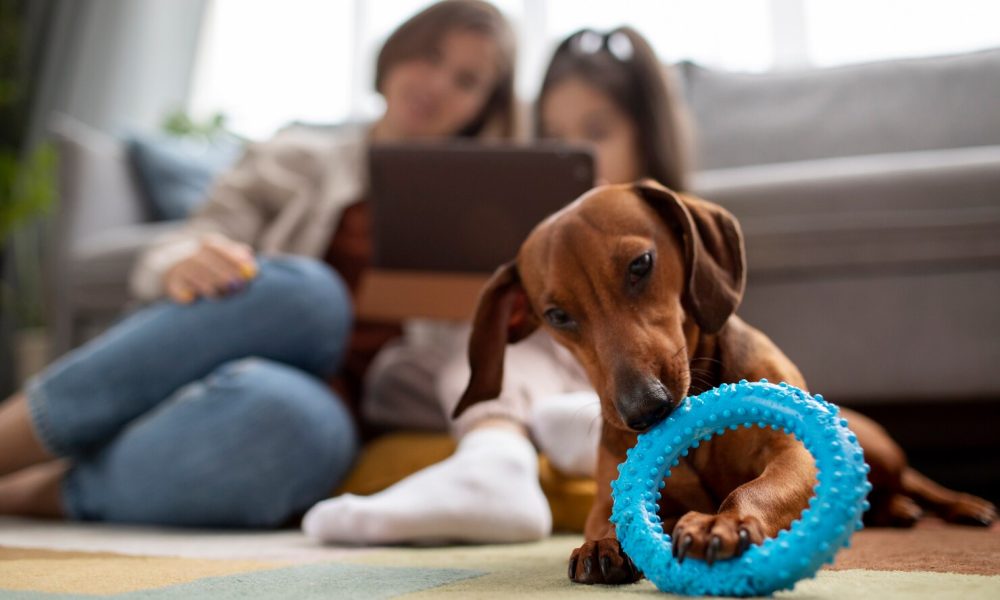 close-up-beautiful-dachshund-dog-with-chewing-toy_23-2149202502[1]