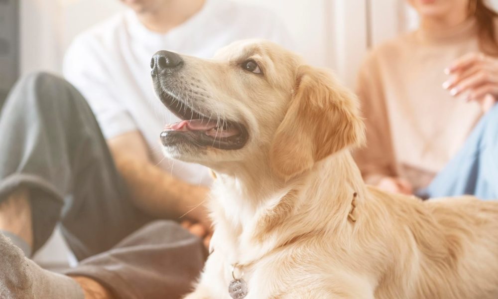 close-up-couple-with-dog-indoors_23-2148901066[2]