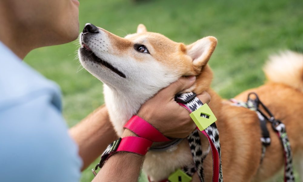 cute-shiba-inu-pet-with-family_23-2149428912[1]