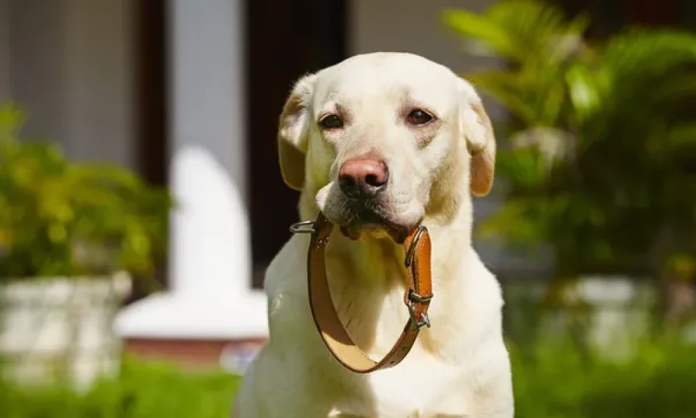 depositphotos_46115005-stock-photo-dog-collar