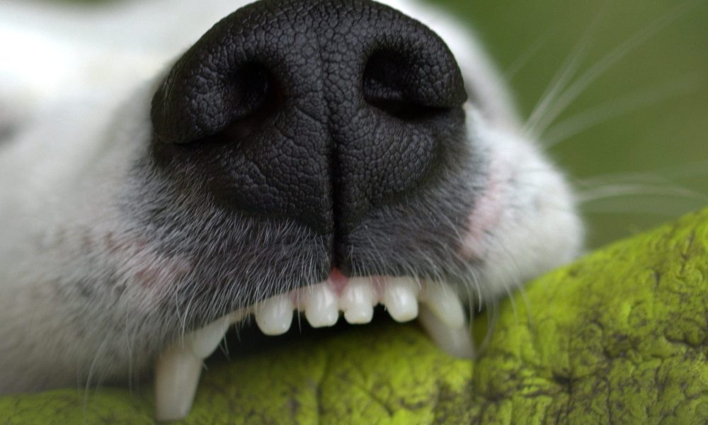 dog bites