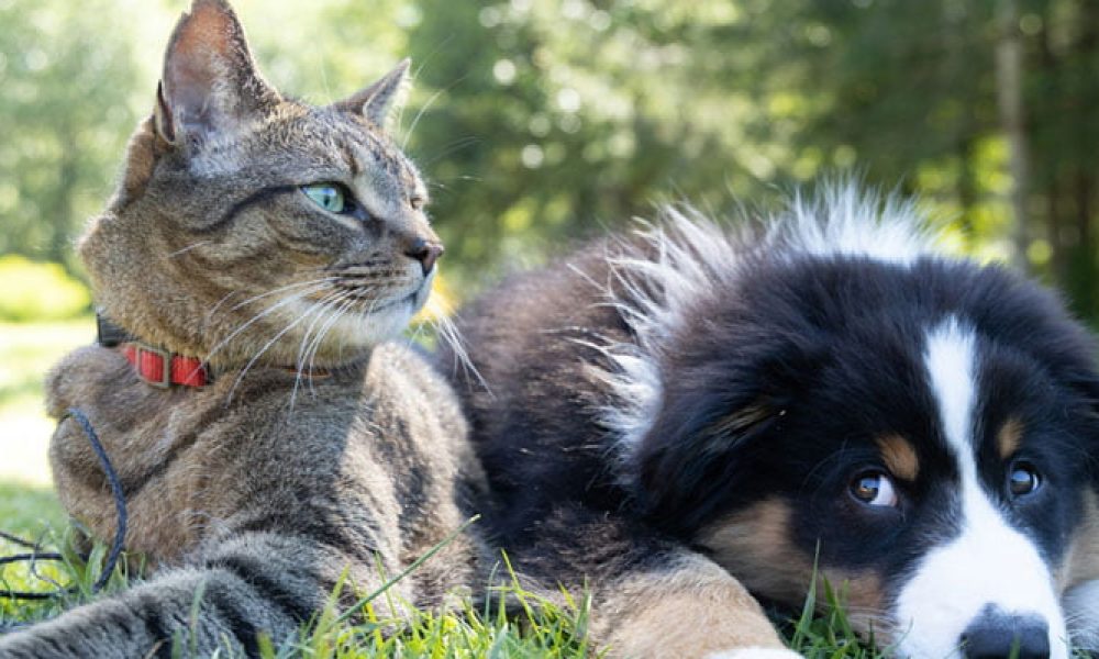 dogcatpr