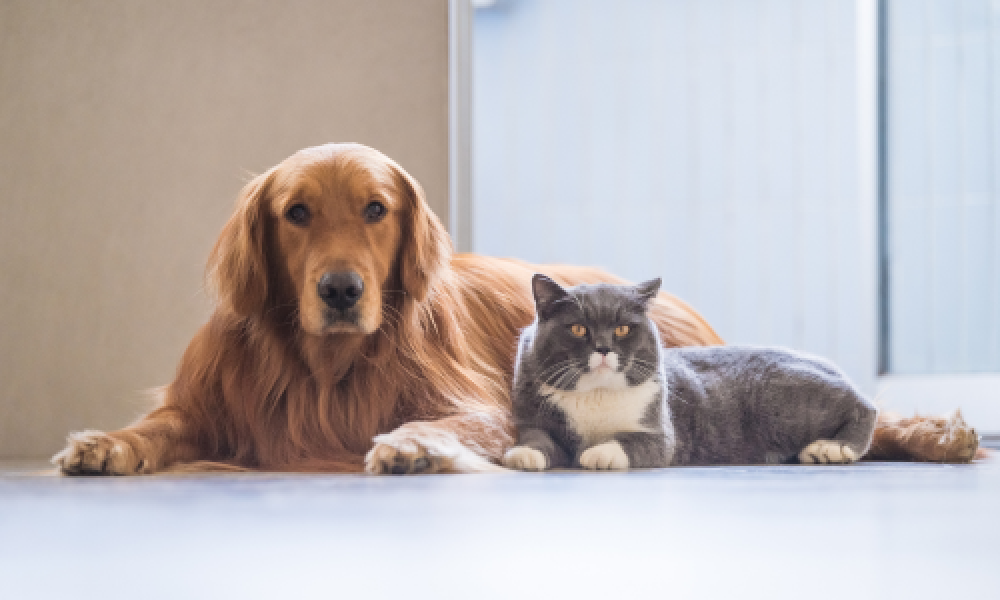 EverythingPetsMarket