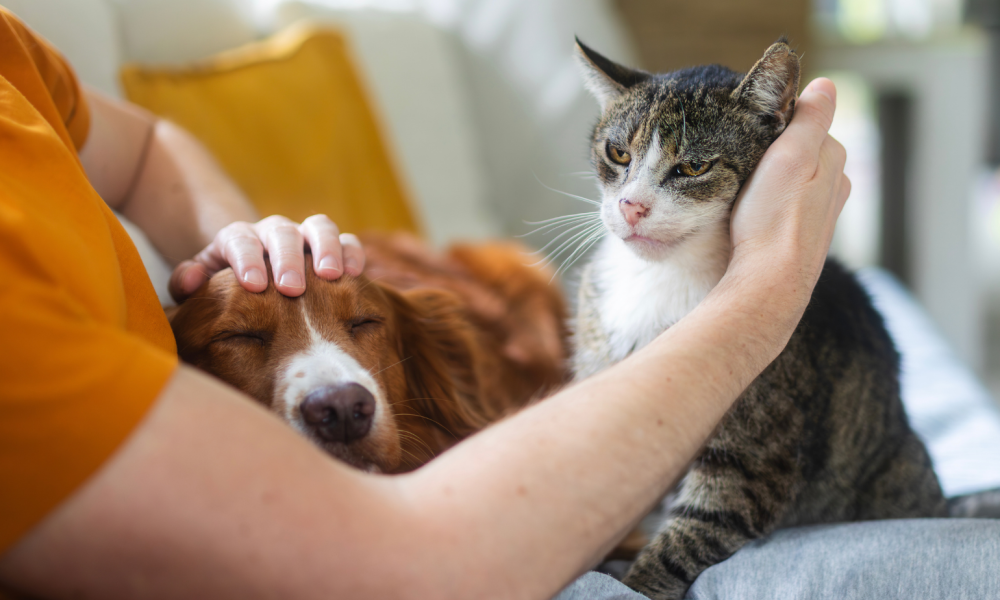 FurryFriendsSupplies.com