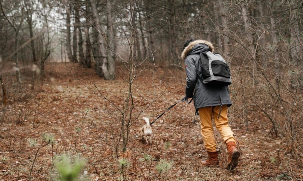 Simple Steps to Clean Your Muddy Dog after Autumn Walks and Adventures