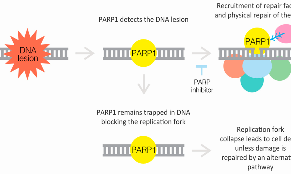 PARP Inhibitor Biomarkers Market