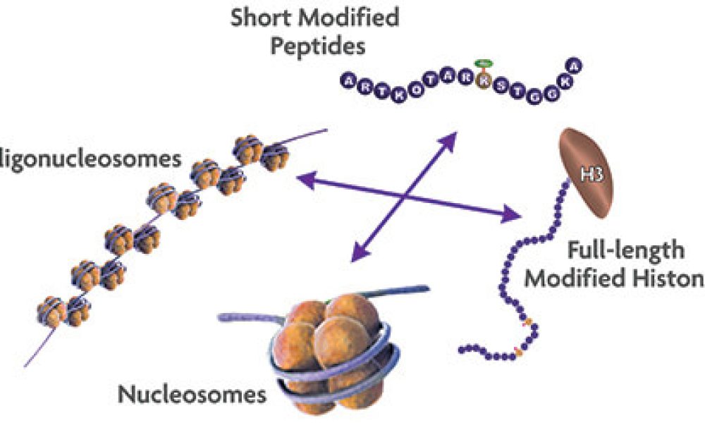 Drug Discovery Enzymes Market