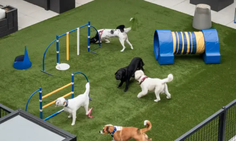 Commercial dog play equipment ramps and platforms installed in a dog daycare facility