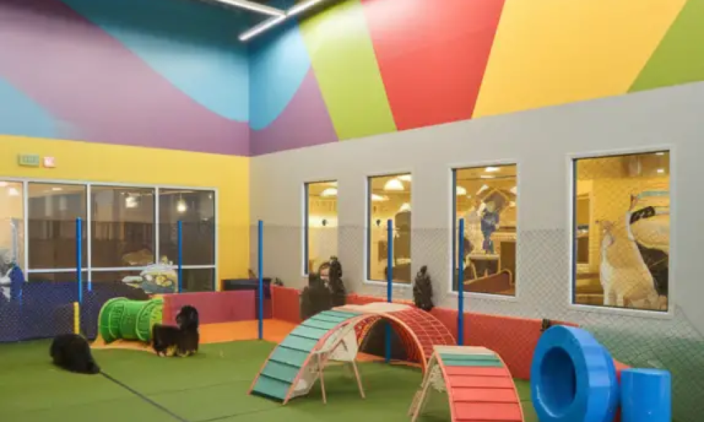 open concept commercial dog daycare facility with professional indoor dog play equipment and active dogs