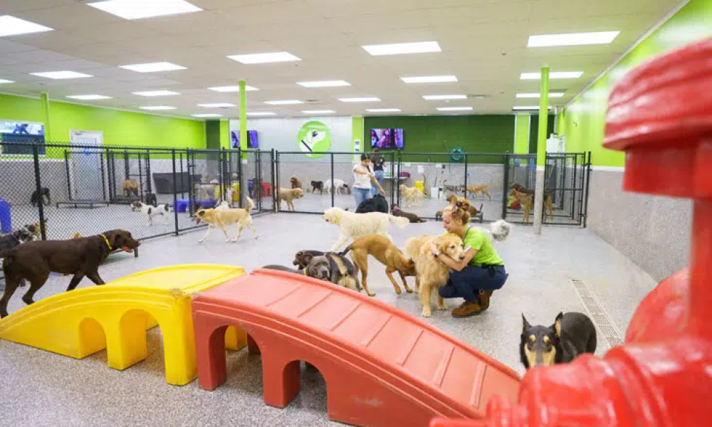 dogs playing together in a professionally supervised indoor daycare facility as part of comprehensive dog boarding grooming daycare services