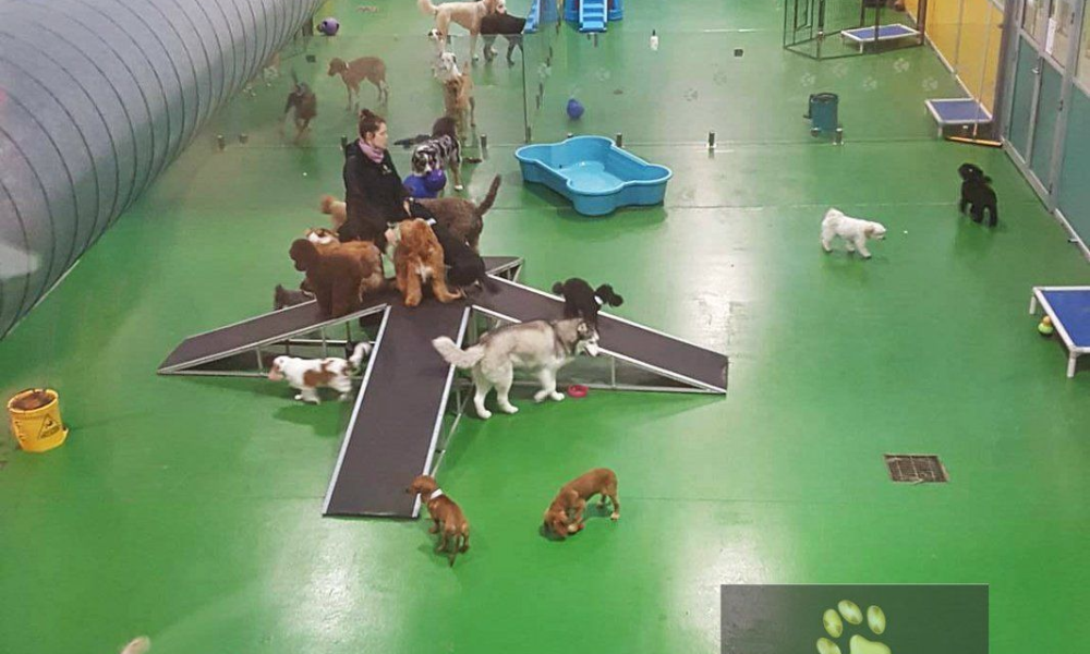 commercial dog daycare facility with professional indoor dog exercise equipment keeping dogs active and engaged throughout the day