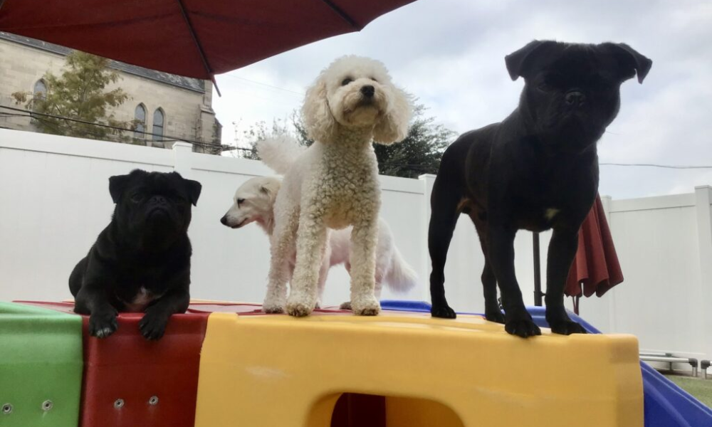 multiple dogs together in a professional daycare facility representing the coordinated multi dog household grooming boarding care that families with more than one dog need