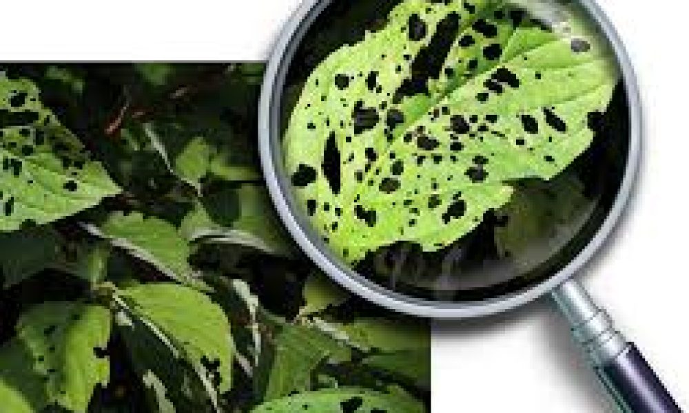 Plant Disease Diagnostics Market