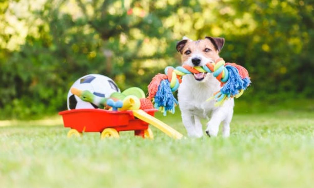 Jack Russell Terrier carrying in mouth colorful dog rope toy