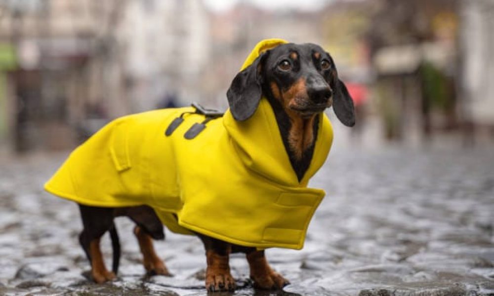 cute dachshund dog, black and tan, dressed in a yellow rain coat stands in a puddle on a city street