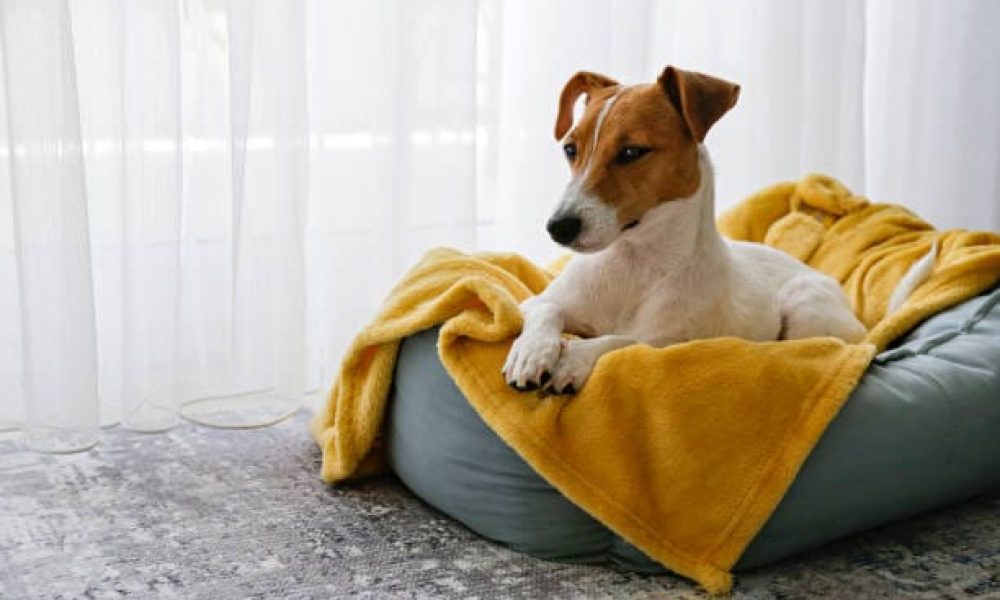 Cute sleepy Jack Russel terrier puppy with big ears resting on a dog bed with yellow blanket. Small adorable doggy with funny fur stains lying in lounger. Close up, copy space, background, top view.