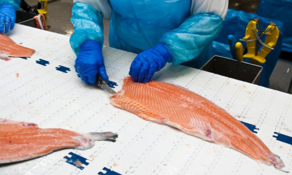 Fish Processing Market Outlook 2025–2032: Trends, Opportunities, and ...