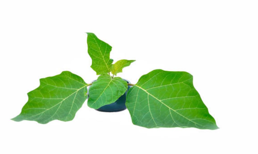 Scopolamine Market