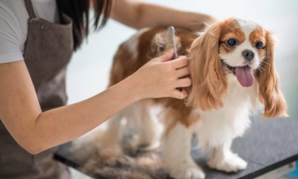 a chinese female dog groomer grooming a Cavalier King Charles Spaniel dog