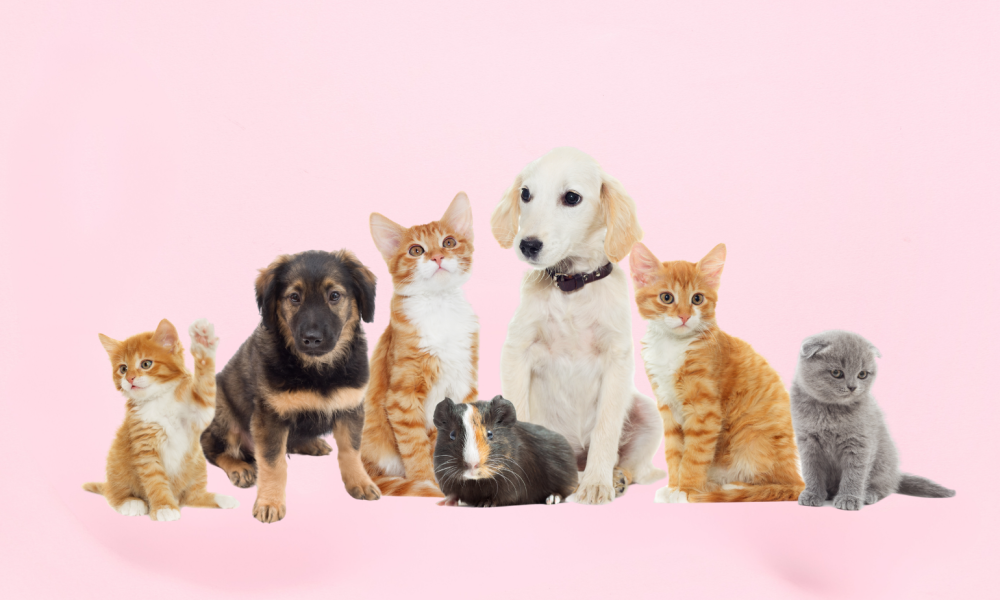 lovedovepaws.com_pr_image