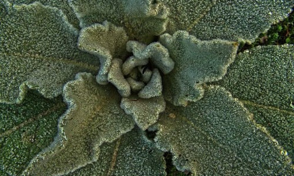 Mullein Leaf Market