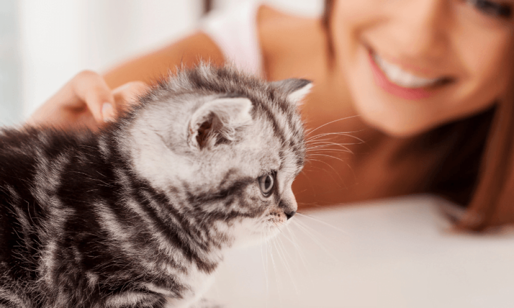 mylittlepetnme.com