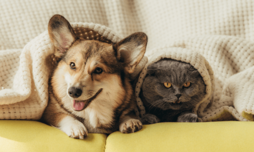 pawsitivelyawesomepetsupply.com_Featured Image