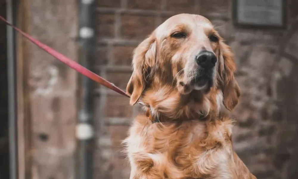 pets2_golden_retreiver-min-2