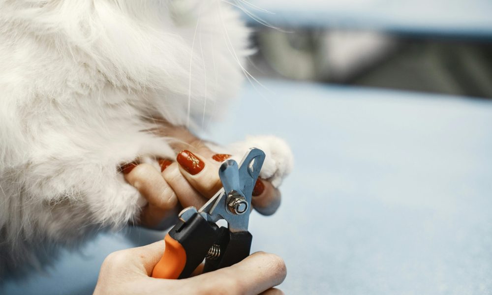 How Proper Nail Maintenance Improves Your Dog’s Safety and Well-being?