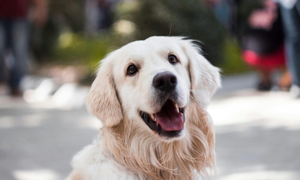 Dog day care and grooming