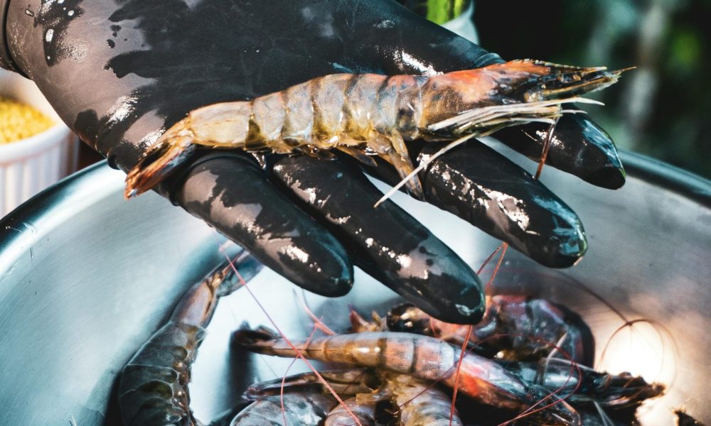 Global Shrimp Feed Market: Trends, Growth, and Market Dynamics