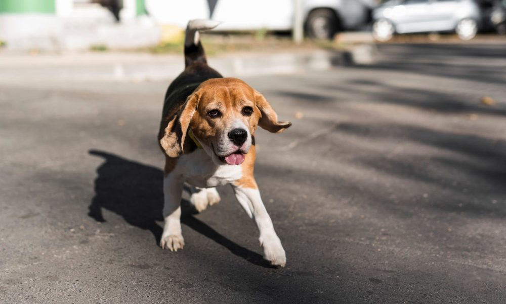 portrait-beagle-running-road_23-2148045718[1]