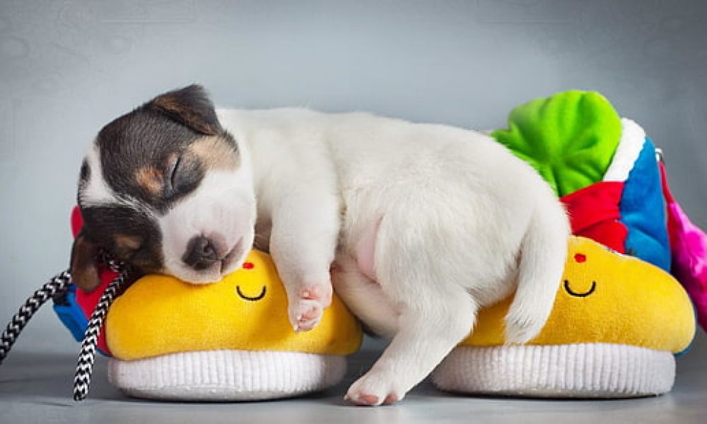 puppy-cute-dog-jack-russell-wallpaper-thumb