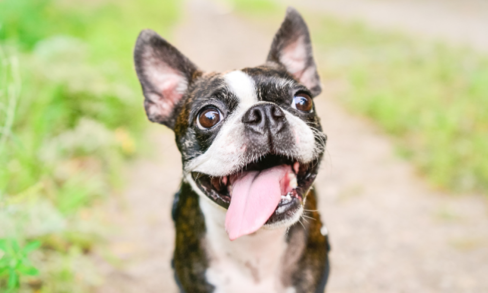 rascalspetsupplies.com.PressRelease