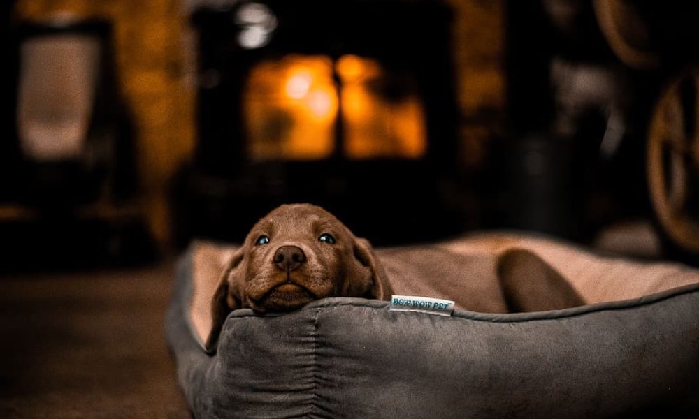 short-coated-brown-puppy-sleeping-on-pet-bed-in-room
