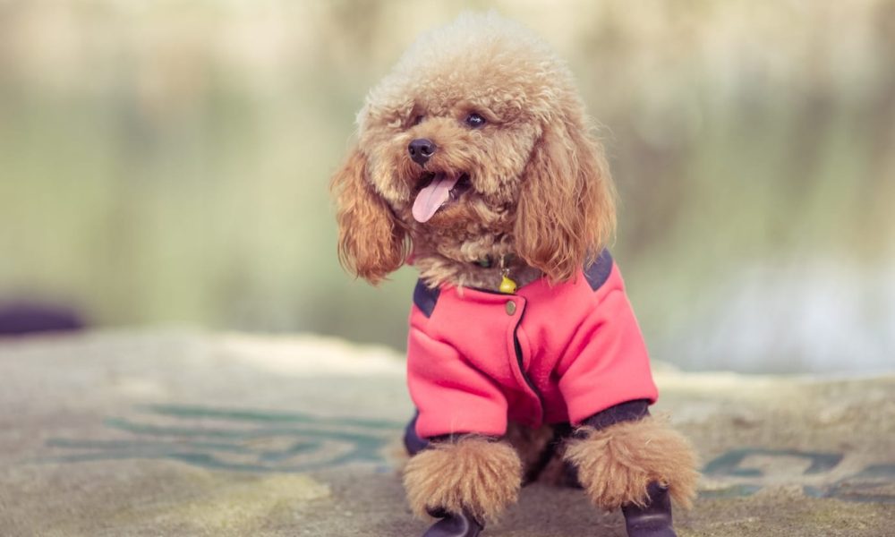 toy-poodle-playing-park_1359-99[1]