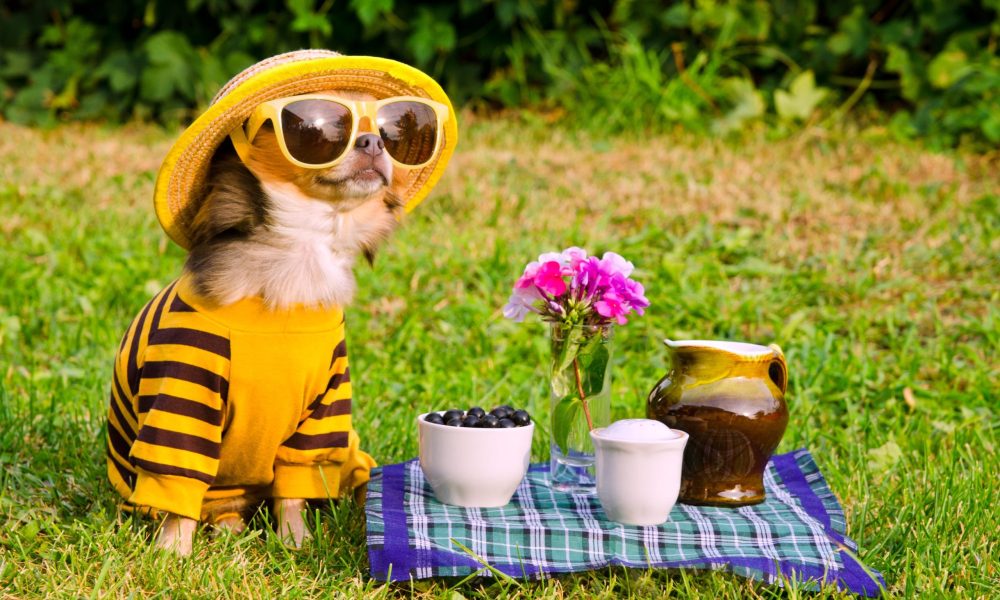 Chihuahua picnic in summer garden