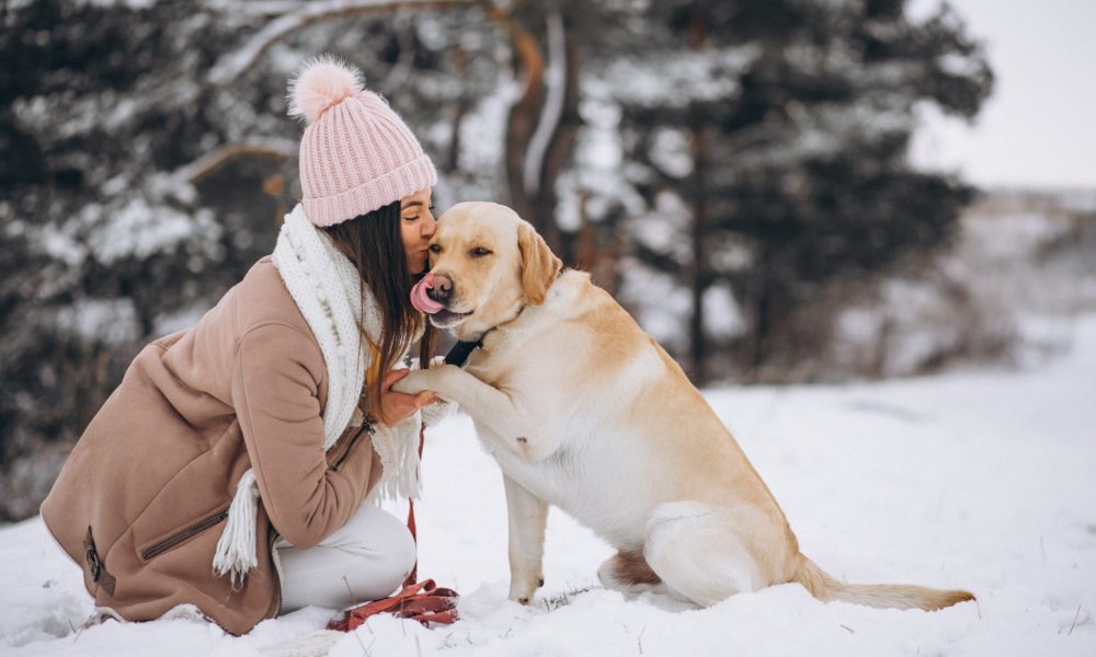 Dogs in Snow: Tips to Keep Your Pet Safe and Warm